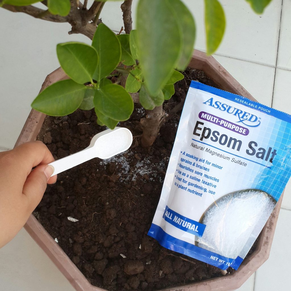 How to Grow Plants Better With The Benefits Of Epsom Salts - Organize