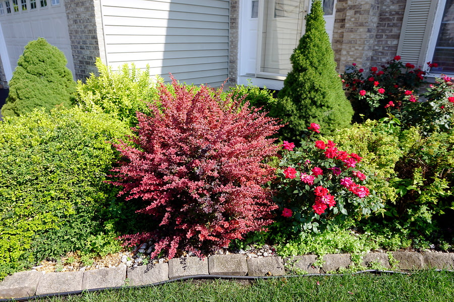 Barberry Japanese Shrubs