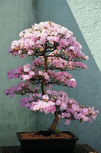 Beautiful Azalea