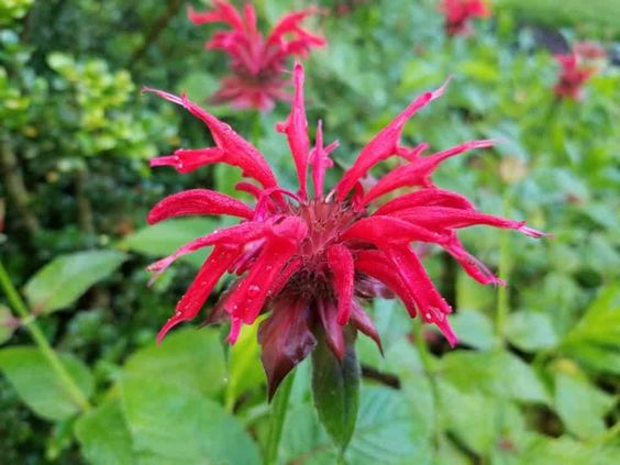 Bee Balm