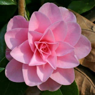 Betty Ridley Camellia