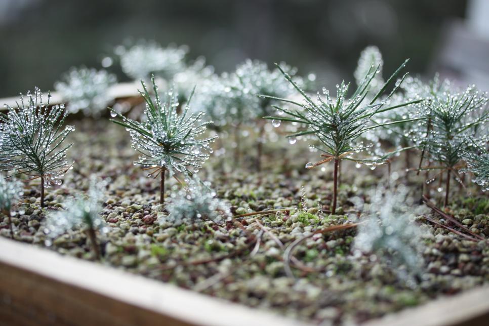 Black Pine Bonsai