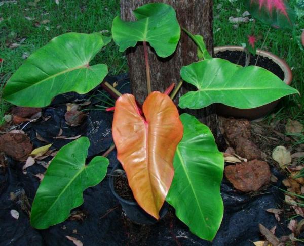 Blushing Philodendron
