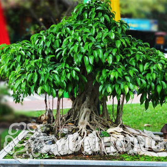 Bodhi Tree