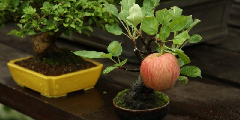 Bonsai Apple Trees: A Guide to Compact Fruit Tree Care
