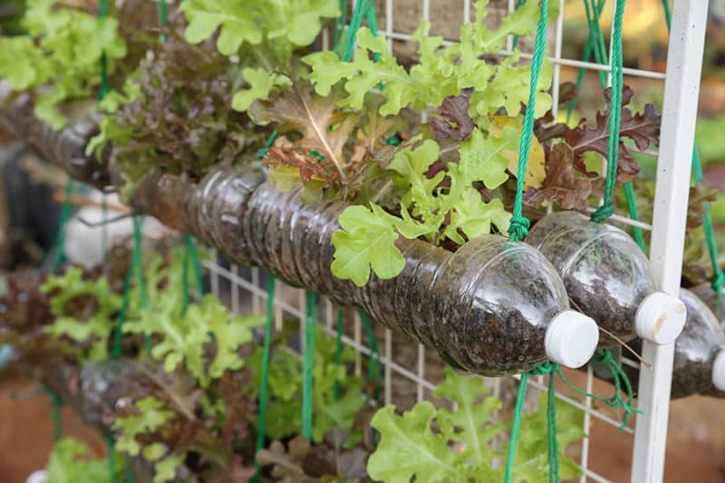 Bottle Tower Gardening