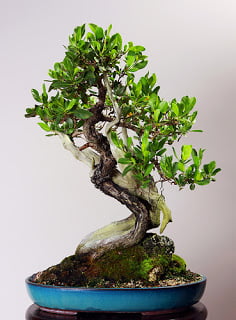 Buttonwood Bonsai