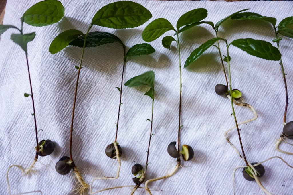 Camellia Sinensis Seeds