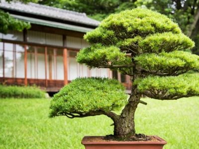 Care Guide for Juniper Bonsai Trees