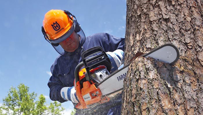 Chainsaw Cutting Tree