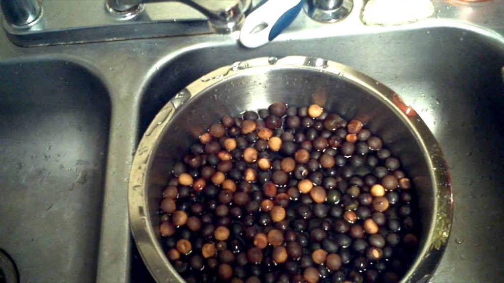 Collecting the Camellia Sinensis Seeds