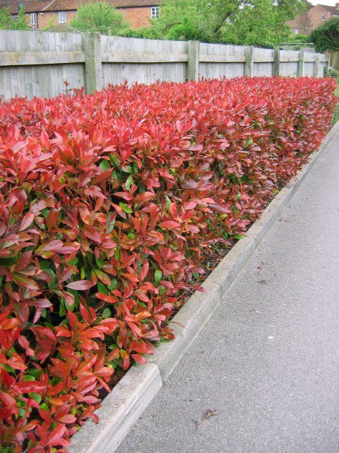 Colored Hedging 