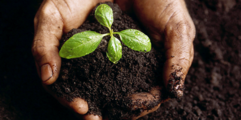 Compost Vs. Topsoil: Which is Better and When to Use? 