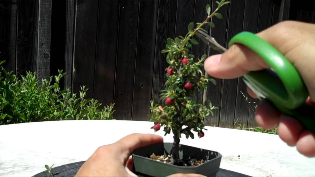 Cotoneaster Bonsai