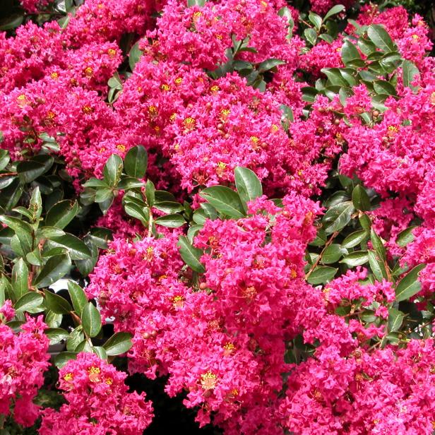 Crape Myrtle