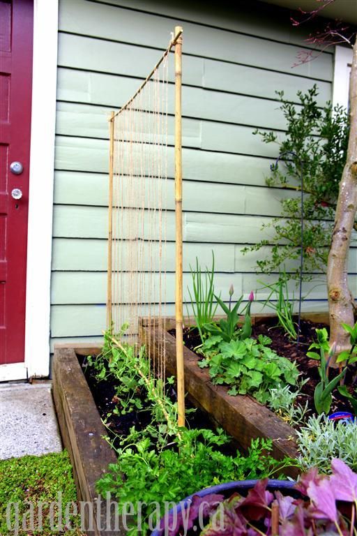 DIY Bamboo Pole Pea Trellis