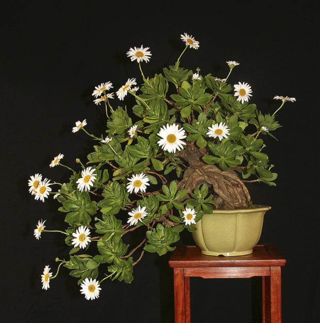 Daisy Bonsai