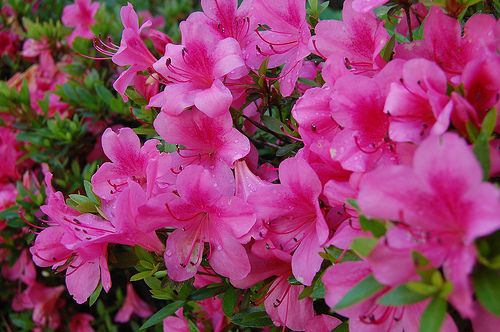 Deciduous Azalea 