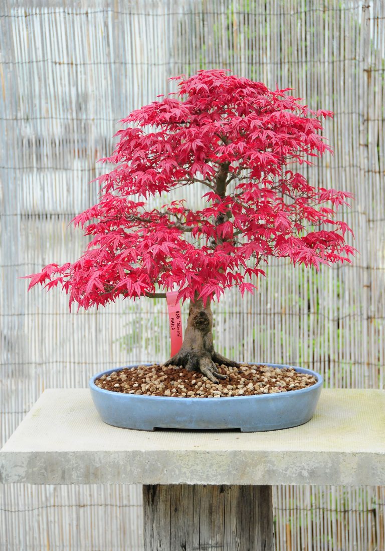15 Smallest Bonsai Trees You Can Grow Indoors and Outdoors Organize