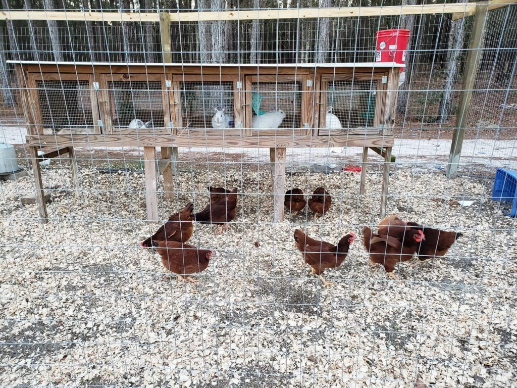 Dirt floor chicken coop