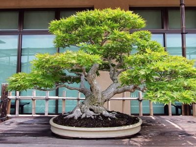 Everything You Need to know about Japanese Bonsais Trees 