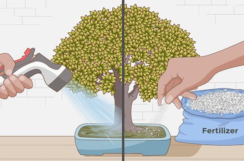 Feeding the Bonsai