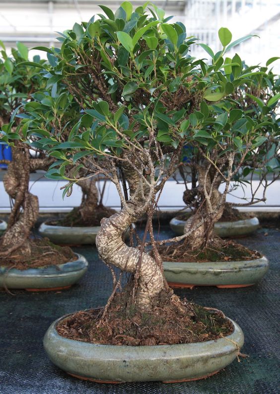 Ficus Retusa