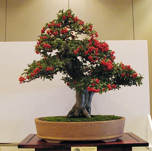 Firethorn Bonsai