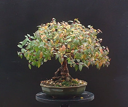 Fuchsia Bonsai