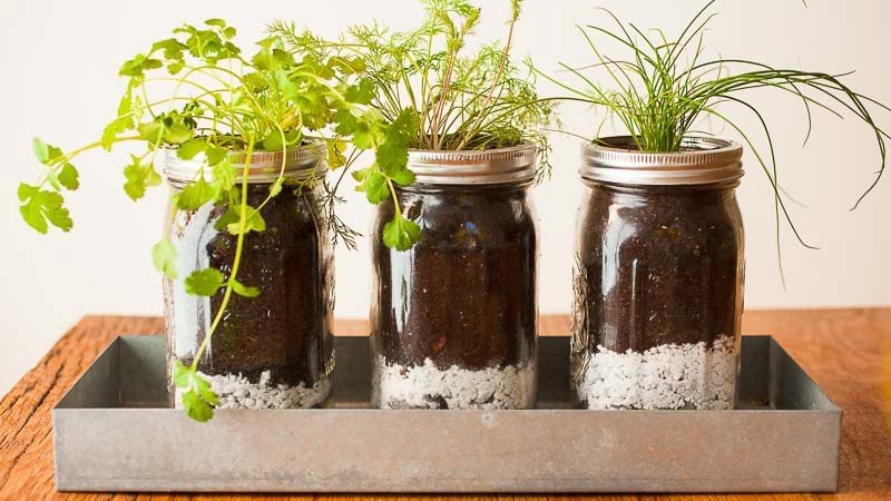 Garden of Recycled Jars