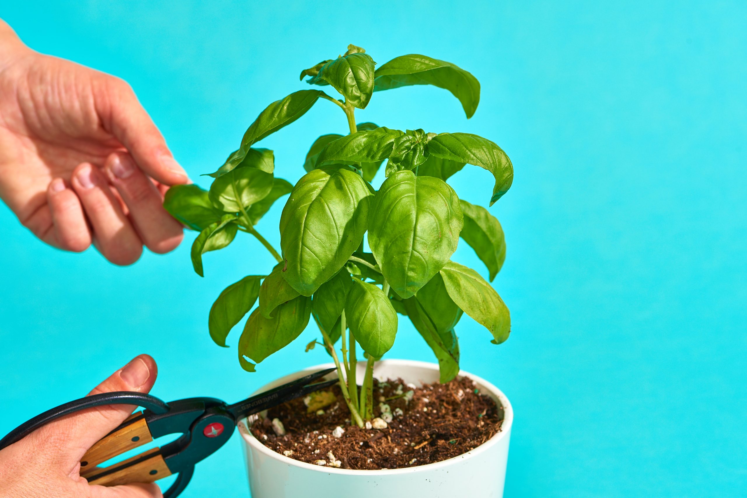 Give Your Basil Plant Enough Care