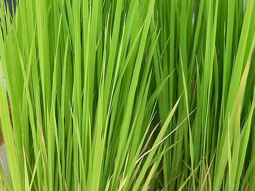 Grass or Leaves