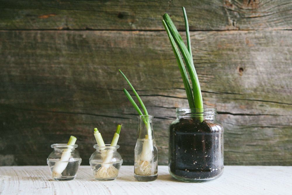 Green Onion Cuttings