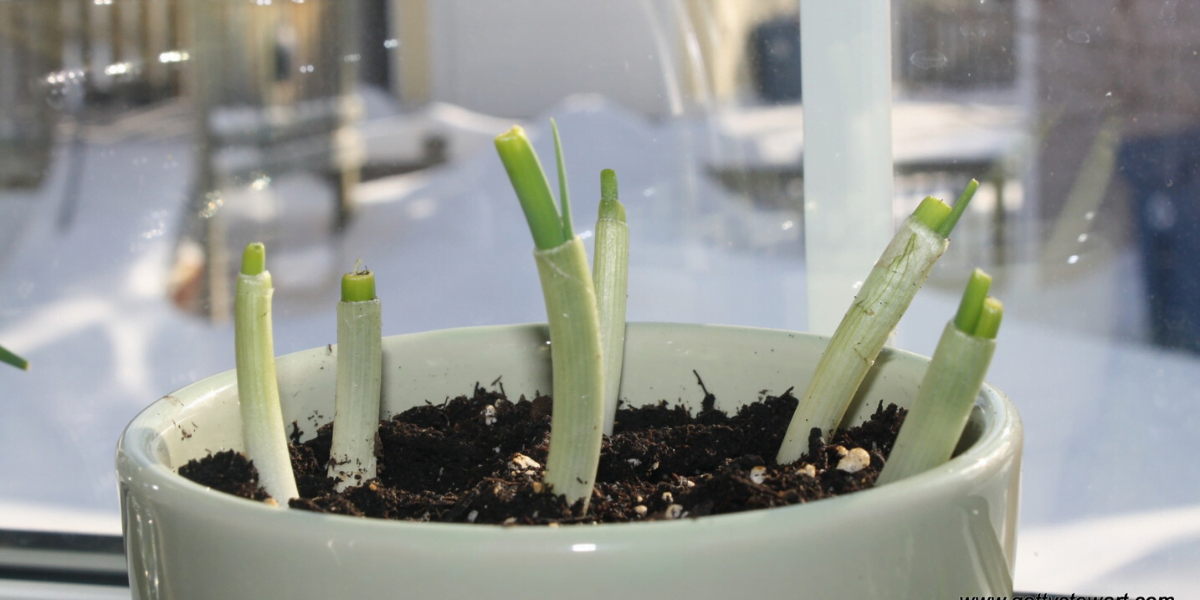 how-to-grow-green-onions-from-cuttings-in-a-week-organize-with-sandy