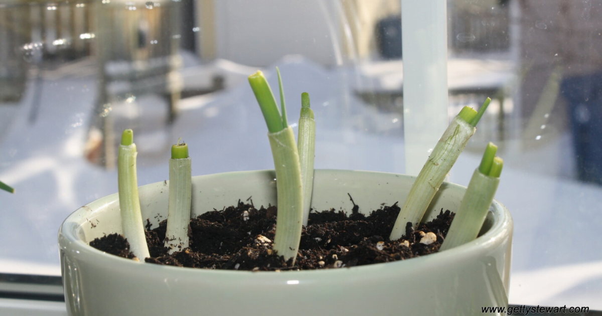 How to Grow Green Onions from Cuttings in a Week Organize With Sandy