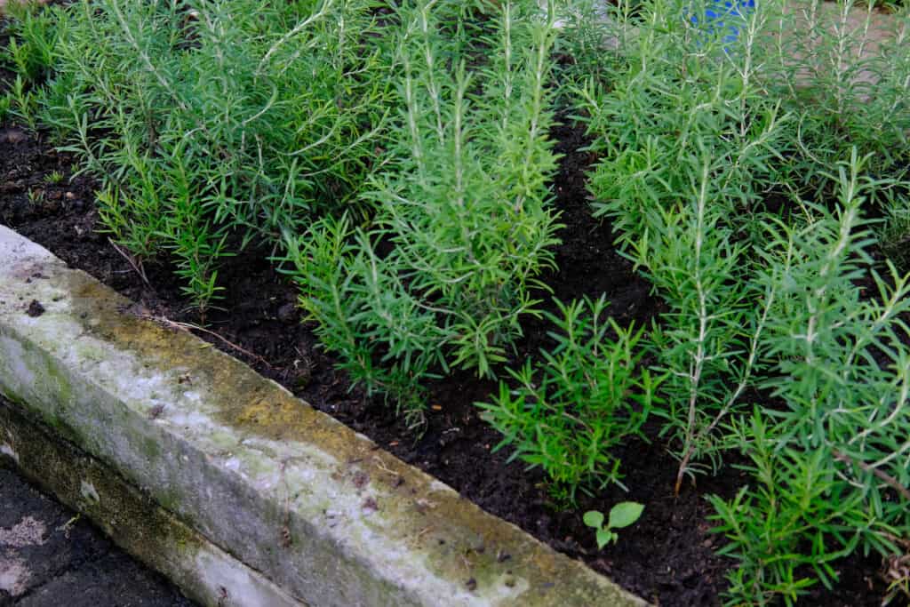 Growing Rosemary