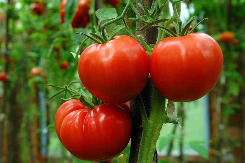 Growing Tomatoes Tricky