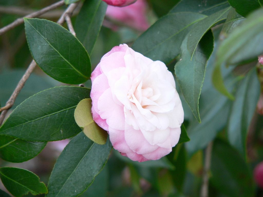 Guide for Pruning Camellias