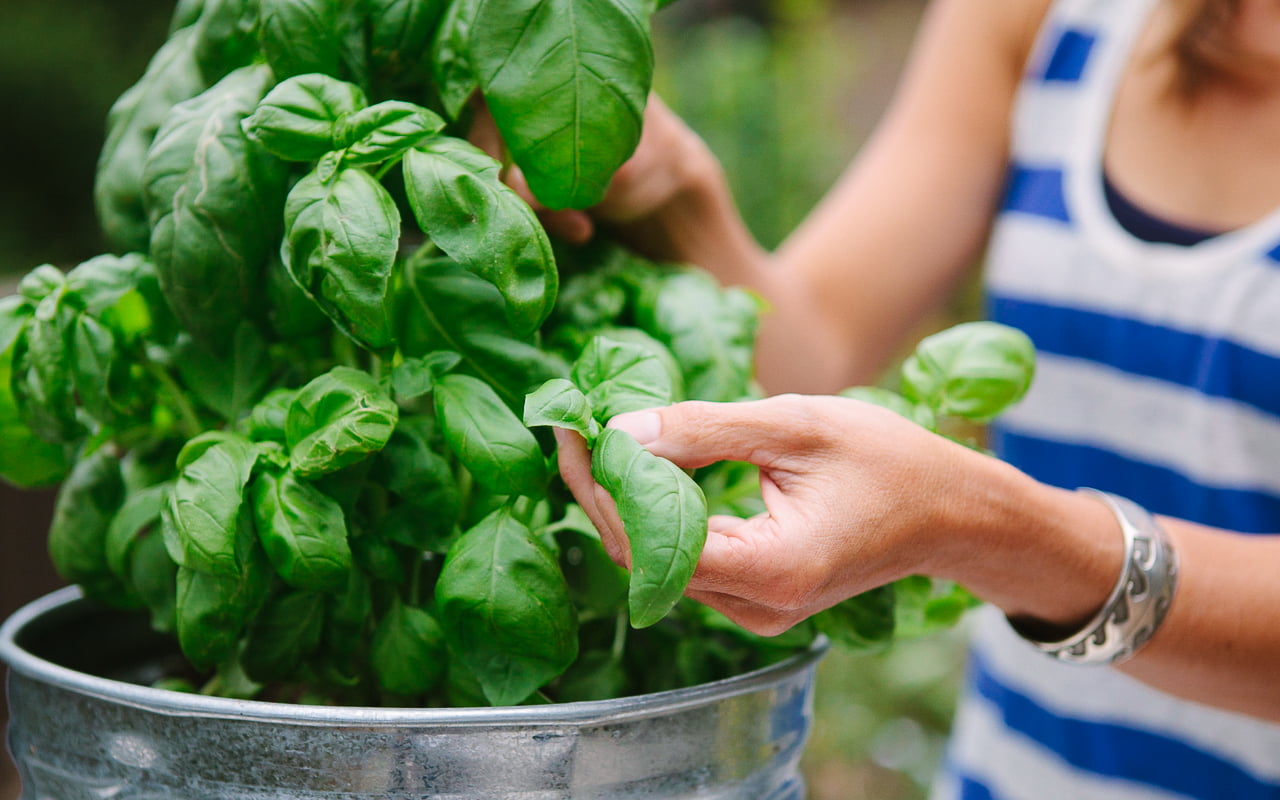 Harvest Your Basil