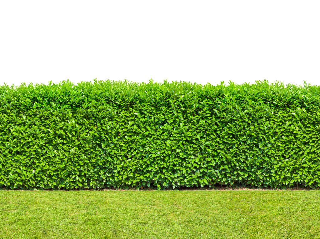 Hedge Bushes 