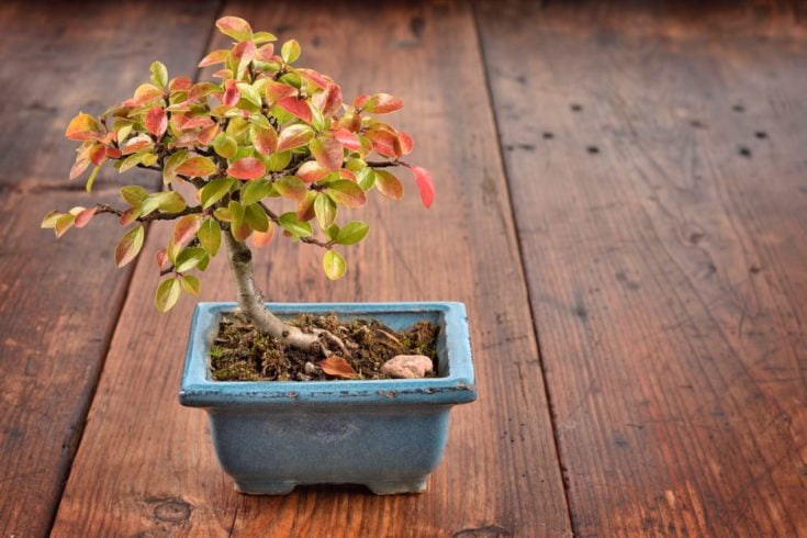 How Can You Maintain Your Cotoneaster Bonsai