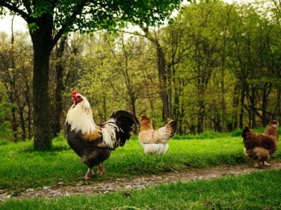 How Many Hens Per Roosters Do You Need? What is the Golden Ratio? 