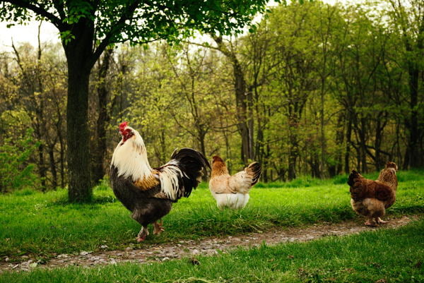 How Many Hens Per Roosters Do You Need? What is the Golden Ratio? 