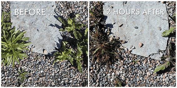 How Much Time Does Vinegar Take to Kill Weeds