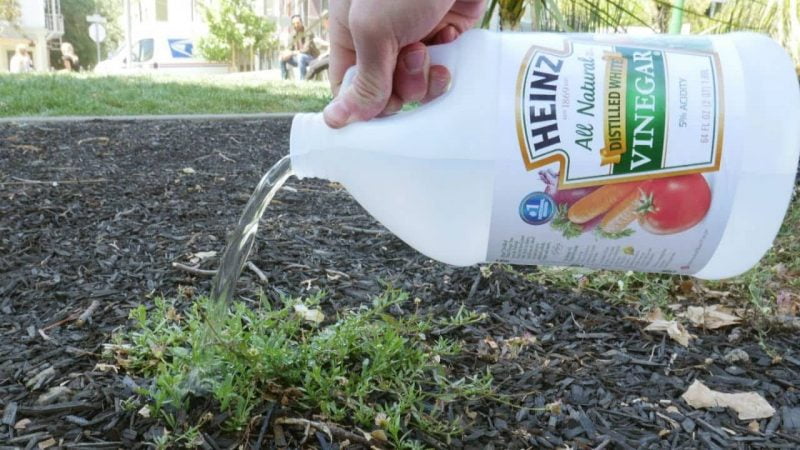 How to Properly Use Vinegar to Kill Weeds - Organize With Sandy
