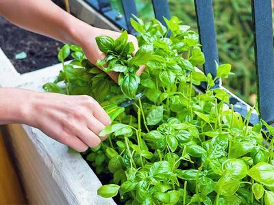  How to Grow Basil from Seed: Growing Basil Indoors and in Pots