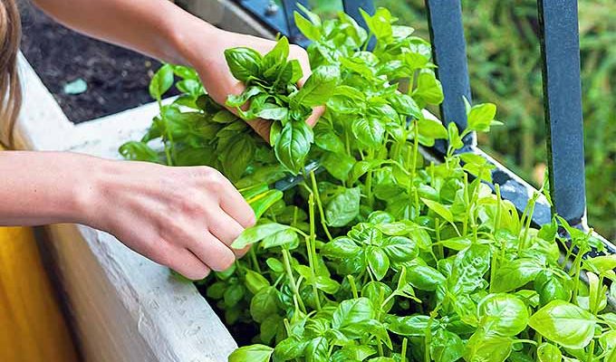  How to Grow Basil from Seed: Growing Basil Indoors and in Pots
