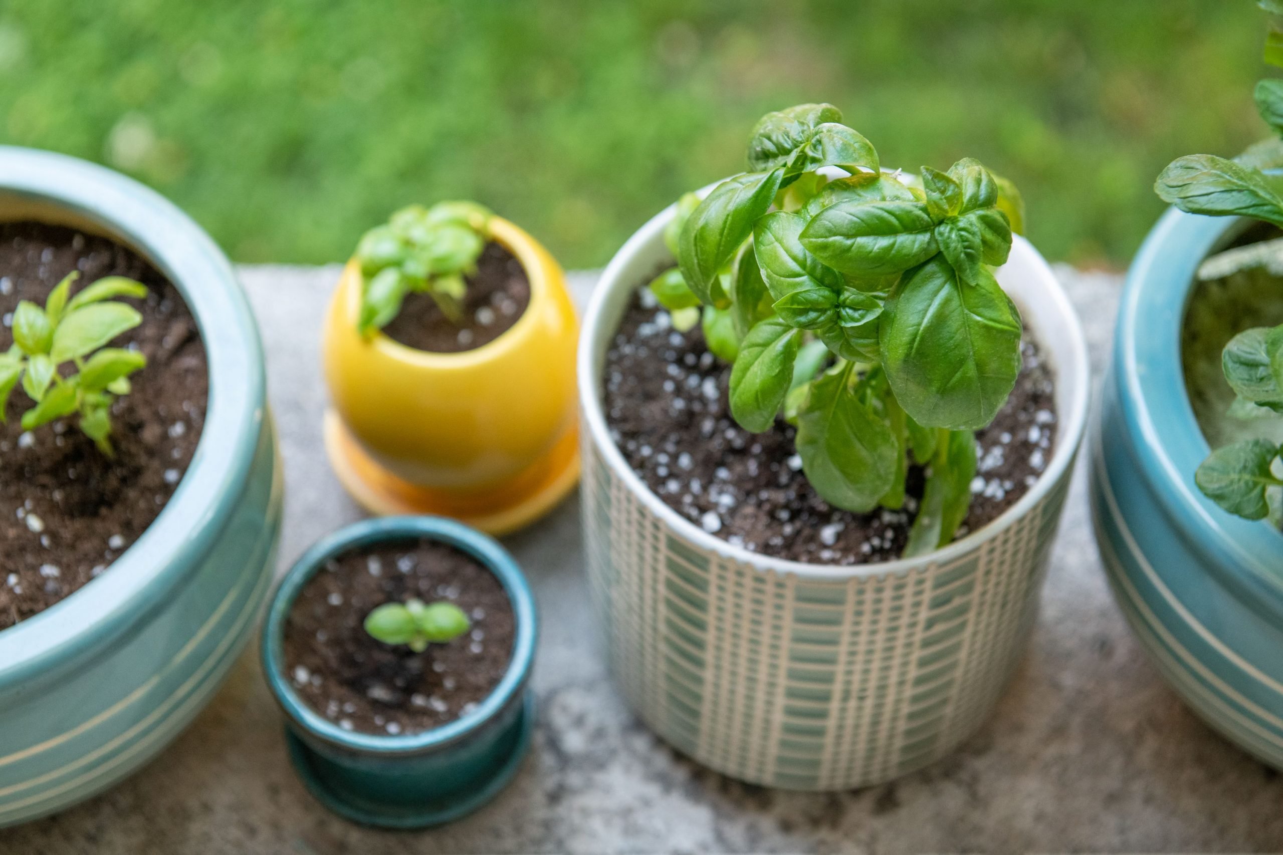 How to Grow Basil from Seed Indoors Growing Basil in Pots Organize With Sandy