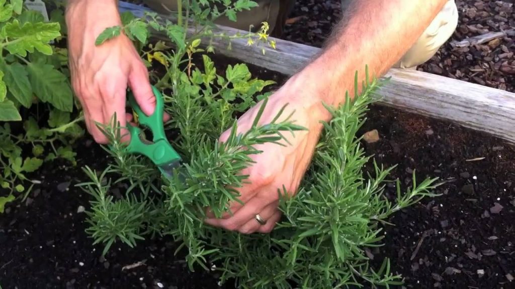 How to Harvest Rosemary