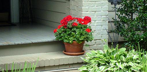 How to store Geraniums in winters?